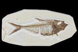Detailed, Fossil Fish (Diplomystus) Plate - Wyoming #113295-1